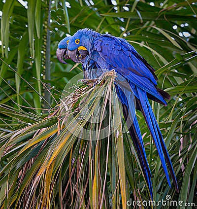 Mating pair of hyacinth macaws sit side by side in palm tree in Pantanal Stock Photo