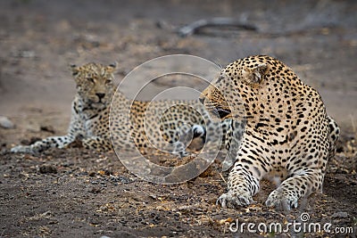 A mating pair of leopards resting. Stock Photo