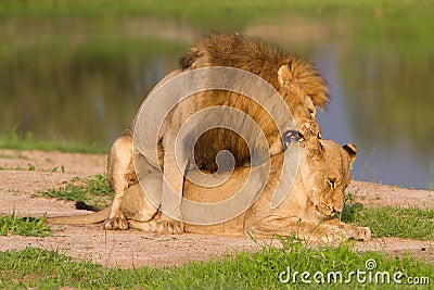 Mating pair of lions Stock Photo