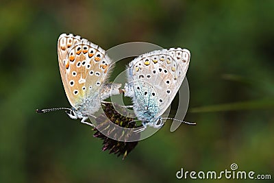 Mating pair of Polyommatus icarus , the common blue butterfly Stock Photo