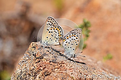 Mating pair of Polyommatus miris butterfly on rock , butterflies of Iran Stock Photo