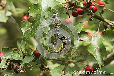 A mating pair of pretty Migrant Hawker Dragonfly Aeshna mixta perched on a branch Hawthorn tree leaf. Stock Photo