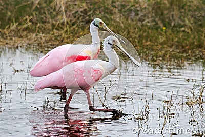 Mating Pair of Roseate Spoonbills in an Everglades Swamp Stock Photo