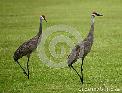 A Mating Pair of Sandhill Cranes Stock Photo