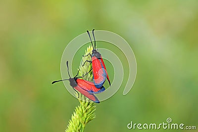 Mating pair of Zygaena pseudorubicundus , burnet moth on grass Stock Photo