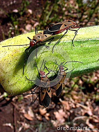 Mating Parasites Stock Photo