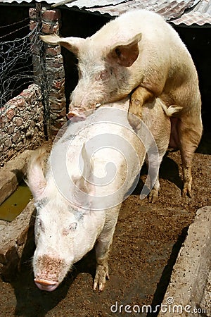 Mating Pigs Stock Photo