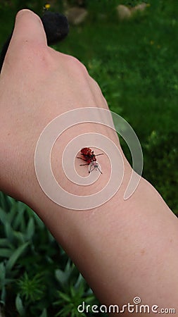 Mating red bugs on hand`s skin Stock Photo