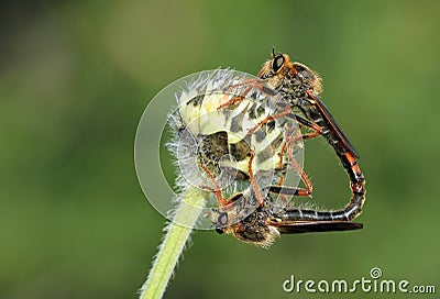 Mating robber flies Asilidae family Stock Photo