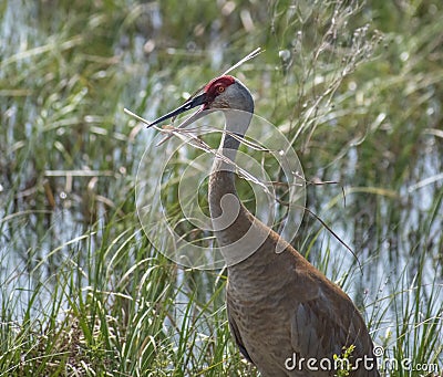 Sandhill crane tossing grass into the air Stock Photo