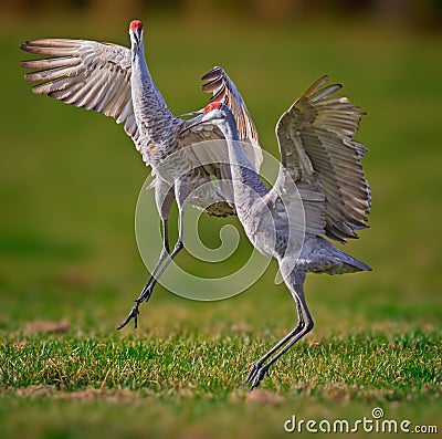 Mating sandhill cranes dance in the air Stock Photo