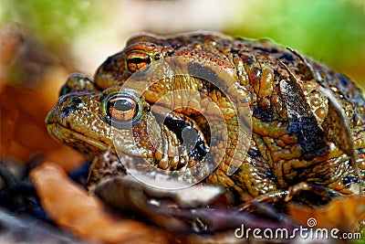 Common toads bufo bufo mating scene - ErdkrÃ¶ten bei der Paarung Stock Photo