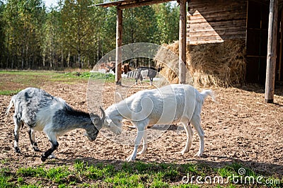 Mating season on the farm, goats fight for the female Stock Photo