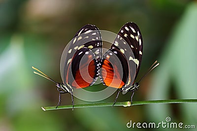 Mating season of tropical butterflies dido longwing Stock Photo