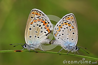 Mating silver-studded blue butterflies Stock Photo