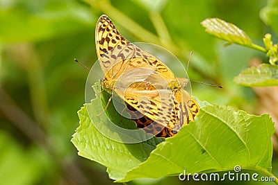 Mating silver-washed fritillarys on a green alder leaf Stock Photo