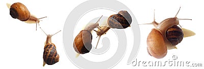 Mating snails Stock Photo