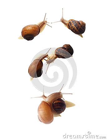 Mating Snails Stock Photo