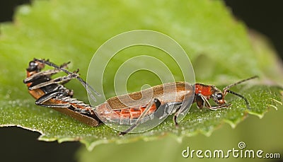 Mating soldier beetles. Stock Photo