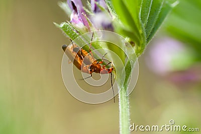 Mating soldier beetles - Rhagonycha fulva Stock Photo