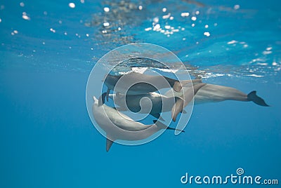 Mating Spinner dolphins in the wild. Stock Photo
