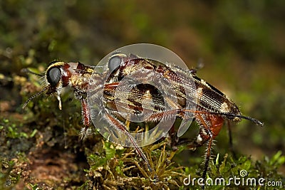 Mating Tiger Beetles Stock Photography | CartoonDealer.com #10030784