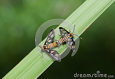 Mating Tiger Moth macro Stock Photo