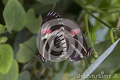 Mating time for 2 butterflies Stock Photo