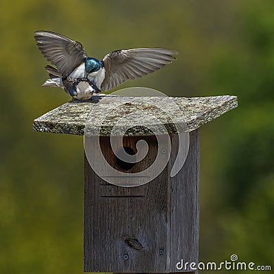 Mating tree swallows Tachycineta bicolor Stock Photo