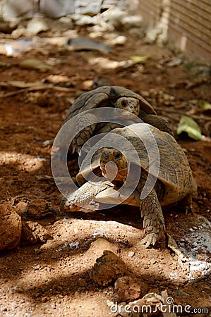 Mating turtles Stock Photo