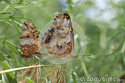 Mating variegated fritillary butterflies (Euptoieta claudia) in Colorado, USA. Stock Photo