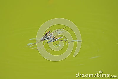 Mating water skipper Stock Photo