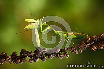 Matins eating mantis, two green insect praying mantis on flower, Mantis religiosa, action scene, Czech republic Stock Photo