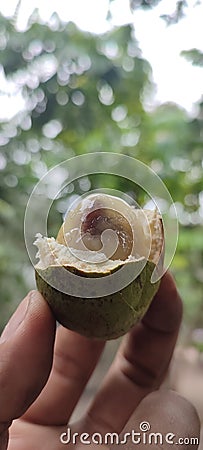 Matoa fruit is one of the original Indonesian fruits which is often found in Papua. Stock Photo