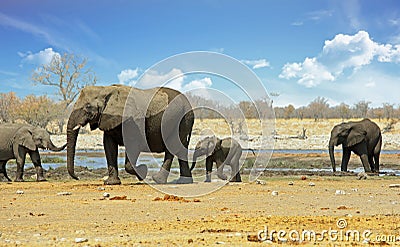 Landscape of a small herd of elephants near a waterhole with nice blue cloudy sky Stock Photo
