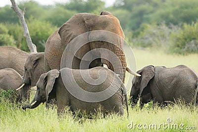 Matriarch Stock Photo