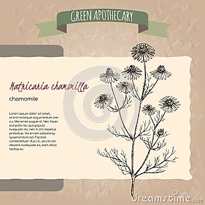 Matricaria chamomilla aka chamomile sketch Vector Illustration