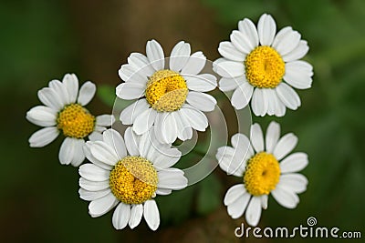 Matricaria chamomilla- the Chamomile has a strong odor Stock Photo