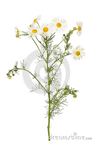 Matricaria chamomilla flowers Stock Photo