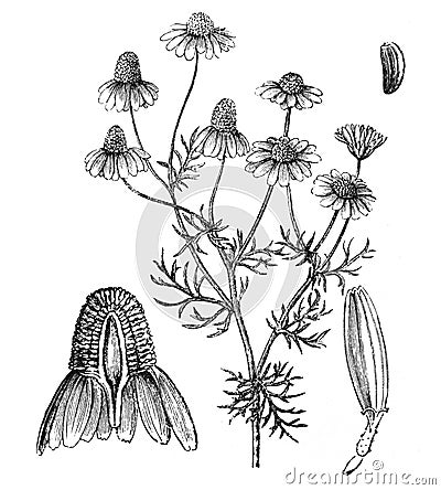 Matricaria chamomilla Kamille / Antique engraved illustration from Brockhaus Konversations-Lexikon 1908/ Cartoon Illustration