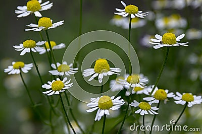 Matricaria chamomilla scented mayweed in bloom Stock Photo