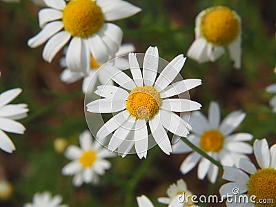 Matricaria chamomilla syn. Matricaria recutita - chamomile. Stock Photo