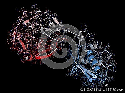 Matrix metalloproteinase 12 MMP-12, macrophage elastase enzyme. MMPs are proteases involved in the breakdown of extracellular. Stock Photo