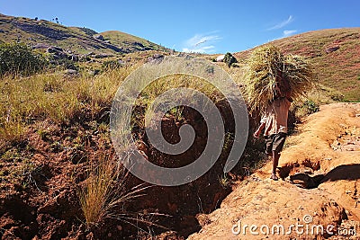 Matsiatra Ambony, Madagascar - April 27, 2019: Unknown Malagasy man carrying straw or dry grass on his head, face barely visible Editorial Stock Photo