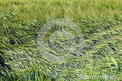 A matted field of green grain after a storm Stock Photo