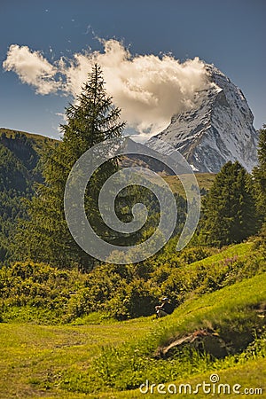 Matterhorn mountain near Zermatt city with flowers abd trees in the foreground. Canton of Valais Stock Photo