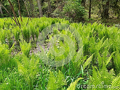Fern up to 120 cm high with large sword shaped leaves arranged in a funnel shaped rosette. upright fans of fresh green leaves. Stock Photo