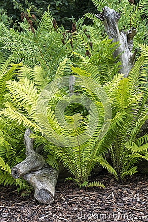 Matteuccia Struthiopteris, shuttlecock fern Stock Photo