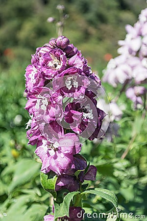 Matthiola Incana Stock Photo