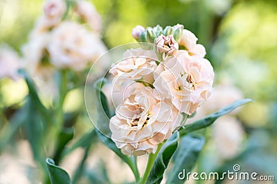 Matthiola incana, or commonly called Stock. Beautiful blush peachy colored double stock flowers. Stock Photo